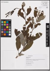 Foto von Salix cinerea L.